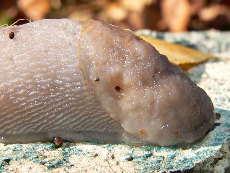 Limax bivonae da Palazzo Adriano (PA)